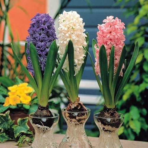 DECOALIVE Planta Natural Bulbo de Jacinto con Flores de Colores Hyacinthus