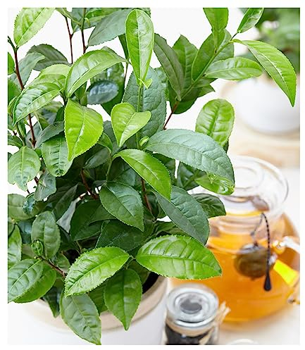 BALDUR Garten Winterharte Teepflanze Tea by me®, 1 Pflanze, Camellia sinensis Zimmerpflanze, Grünpflanze, winterhart bis ca. 10°C, Abdeckung empfohlen, blühend