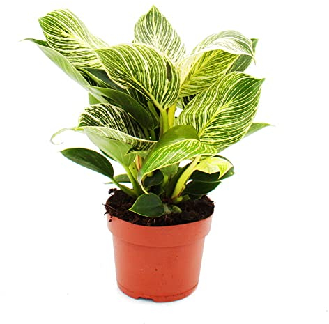 Exotenherz - Philodendron White Wave - weiß-gestreifter Baumfreund - 12cm Topf