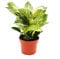 Exotenherz - Philodendron White Wave - weiß-gestreifter Baumfreund - 12cm Topf