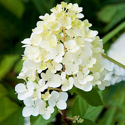 Hortensie Phantom aufrechter Laubstrauch blühende Outdoor-Garten-Topfpflanze
