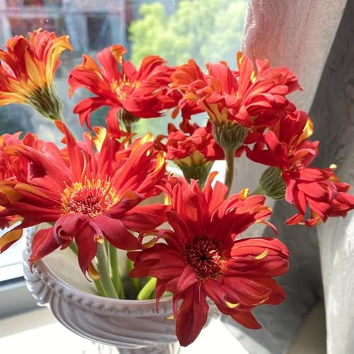 Gerbera samen、 gerbera pflanze samen、 bonsai topf、schnittblumen samen gartenpflanzen、langer Blütezeit für eine blumensamen mehrjährig winterhart garten pflanzen、wohnzimmer deko 300pcs