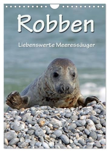 Robben (Wandkalender 2026 DIN A4 hoch), CALVENDO Monatskalender: Liebenswerte Meeressäuger (CALVENDO Glaube)