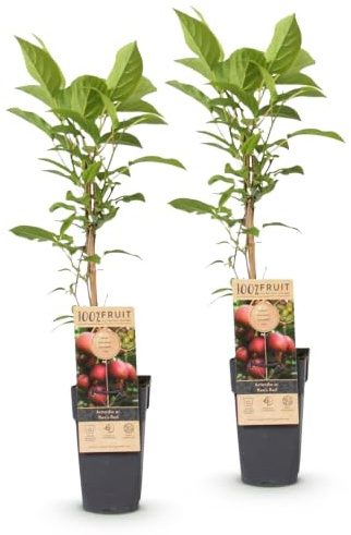 Green boutiQ - Obstpflanze - Actinidia deliciosa Ken,s Red - Kiwi-Pflanze - Weiblich - Rote Frucht - 2 Pflanzen - Topf 15cm - Höhe 50cm