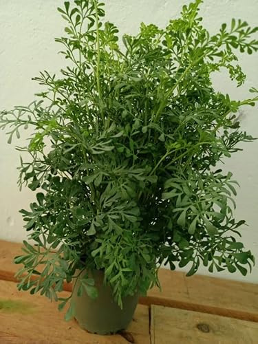 Planta Natural de Ruda,Aromática Medicinal