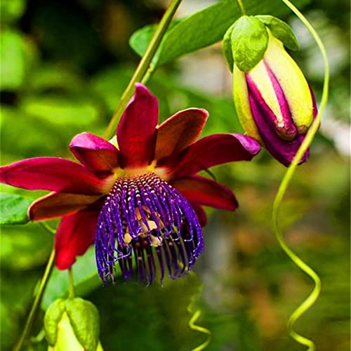 Saterkali Passiflora Incarnata-Samen, 100 Stück/Beutel Passiflora Incarnata-Samen Schöne kleine, leicht zu pflanzende, seltene Passiflora Incarnata-Fruchtpflanzensamen für den Garten Passionsblume