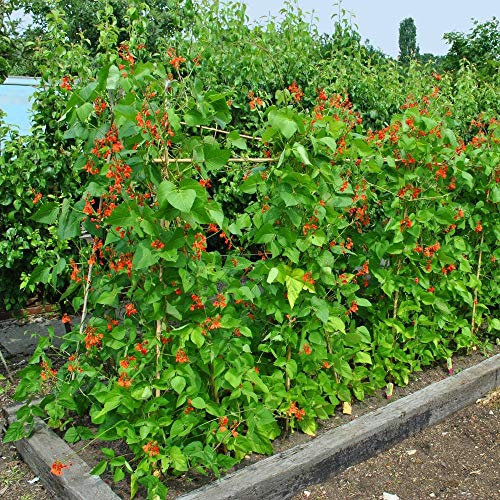 Semillas de mezcla de Frijol Escarlata, Multiflora Bean - Phaseolus coccineus