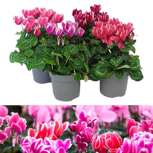 Carbeth Plants - 2 x Cyclamen Fantasia Garden Ready Plants in 10.5cm Pot, Alpine Violet Autumn Winter Hardy Flowering Perennial, Outdoor Instant Colour Plants for Bedding, Containers or Borders