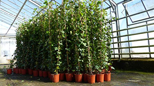 gruenwaren jakubik 30 Stück Efeu Hedera helix 180-200 cm Pyramide Säule winterhart Kletterpflanze Hecke Sichtschutz blickdicht