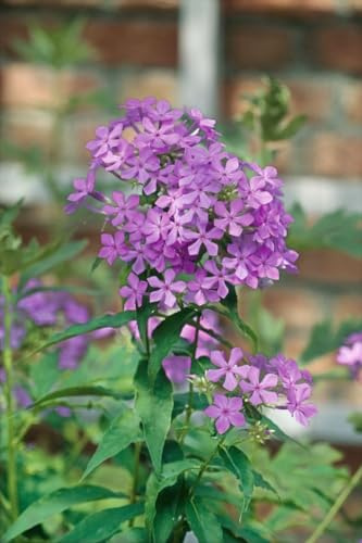 Flammenblume 'Amethyst' im Topf Phlox paniculata winterhart duftend