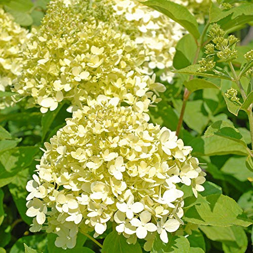 Hydrangea Limelight Standard Deciduous Shrub Lime-Green and White Flower Heads Ideal as a Focal Point, Borders and Containers 1 x 4.5 Litre Pot by Thompson and Morgan