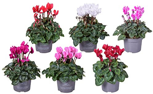 Flores de Invierno - Pack 6 Cyclamen - Violetas de los Alpes