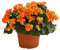 Begonia Hiemalis Flor Natural Colores Mixtos Planta Interior y Exterior