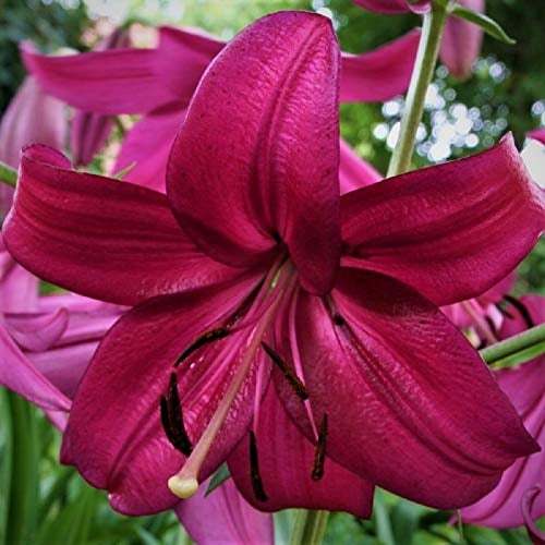 10 Zwiebeln Baumlilien Lilium Purple marble Lilien bis 150cm Zwiebeln winterhart duftend Sommerblüher