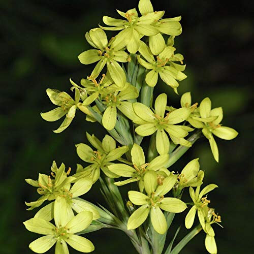 Sisyrinchium palmifolium 'Canary' Golden-Eyed Grass Hardy Perennial Flowers Garden Plants Grow Your Own 1 x Seed Packet (15 Seeds) Sisyrinchium palmifolium 'Canary' by Thompson and Morgan