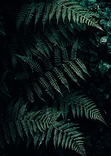 Close Up Dschungel Farn Poster - DIN A4 (21 x 29,7) - Premium Wald Wanddeko - Natur Kunstdruck Homedecor