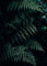 Close Up Dschungel Farn Poster - DIN A4 (21 x 29,7) - Premium Wald Wanddeko - Natur Kunstdruck Homedecor