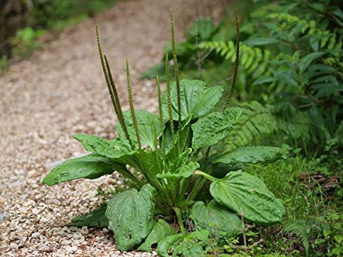 Portal Cool Latifoglie piantaggine - Plantago major - 200+ Seeds - Heirloom!