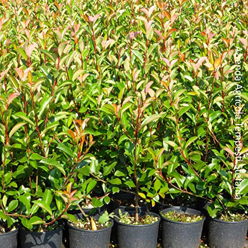Photinia red robin, 24 piante alte 80/100 cm, vaso Ø18, per una siepe lunga da 12 a 16 metri