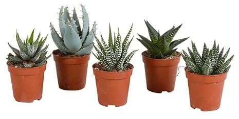 Sukkulenten Mix Gasteria & Haworthia, 5 Pflanzen, Ø5,5cm Zimmerpflanzen | Verschiedene Mini-Sukkulenten, Pflegeleichte Pflanzen, Für Fensterbank, Büro & Wohnzimmer