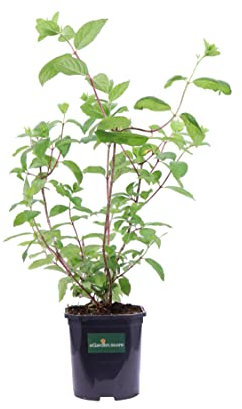 Pianta di Ortensia Paniculata Pink Diamond Pianta di Hydrangea pianta da esterno pianta ornamentale di Hydrangea fiore rosa pianta vera pianta da giardino venduta da eGarden.store