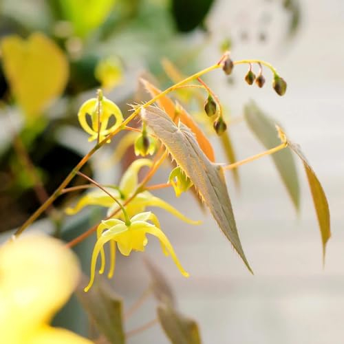 150 pcs elfenblume pflanze samen, epimedium samen, balkon blumen, pflanzen garten,Epimedium alpinum, kräutergarten indoor, pflanzen garten schnittblumen samen, bodendecker samen blumen,