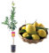Pianta di Limone Lunario - Citrus lemon - H110cm inclusa fitocella