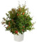 Granado Enano Natural Árbol Frutal de Exterior Ideal para el Jardín