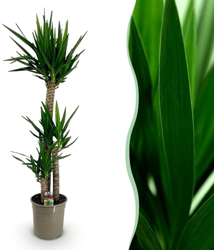 Yucca elephantipes - Yucca - Bajo mantenimiento - Verde - 125-140cm - Ø24cm - Planta de interior - Hojas perennes