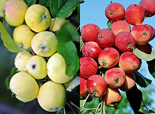 Duo Apfel Kitajka, Zwei Sorten Mini-Apfel Baum Ca.200 cm. Uralskoe Nalivnoe+Gruschovka Omskaj