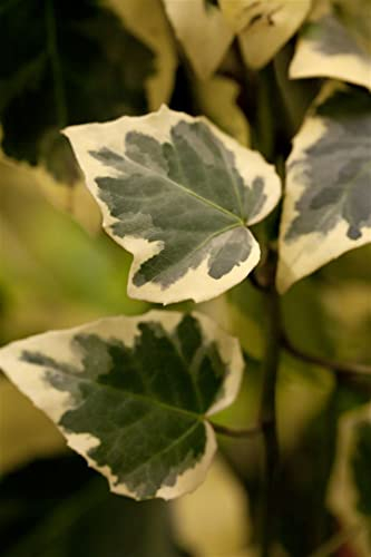 Hedera algeriensis 'Gloire de Marengo' 60-100 cm - Algerischer Efeu, grün-weiße Blätter, immergrün, ideal für Kübel und Rankhilfen, pflegeleicht und winterhart