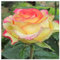 Strauchrosen, Duftrosen, Hybridrosen, zweifarbige Rosen - Rosen pflanzen winterhart - Rose pflanzen knollen winterhart-1Pflanze-B
