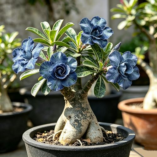 Rizomi di rosa del deserto blu - Rari balcone da interno 3bulbi