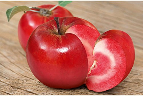 Säulenapfel Baya® Marisa – rotschaliger Apfelbaum im Topf, kompakt & pflegeleicht, ideal für Garten, Terrasse & Balkon – dekorativer Obstbaum ca. 60 cm Gesamthöhe inkl. Topf