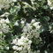 Andenstrauch 'Iveyi' - Escallonia 'Iveyi' - 30-40 cm Topf - Weiße Blüten, pflegeleicht