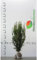 Fruchtende Bechereibe Taxus Hicksii 100-120 cm. 5 Eiben. Immergrün & Winterhart