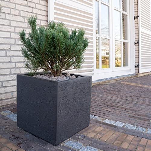Pino mugo Pinus mughus pianta officinale in vaso ø10 cm