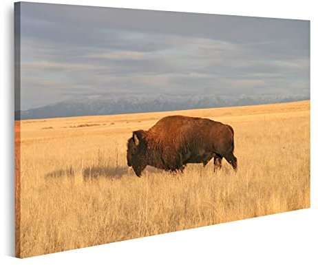 islandburner Bild auf Leinwand Bison Bilder Wandbilder Poster ITKM-1P