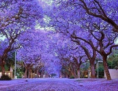 Paulownia Tia Shan, NEU! Kiribaum, Paulownia, Blauglockenbaum, (Elongata x Fortunei)