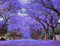 Paulownia Tia Shan, NEU! Kiribaum, Paulownia, Blauglockenbaum, (Elongata x Fortunei)
