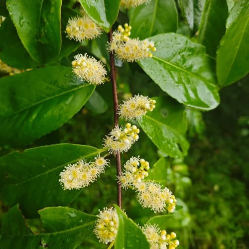 Comprar Semillas de Laurel Cerezo, Plantas de balcón resistentes Prunus laurocerasus, Arbustos en flor resistentes Plantas para lugares soleados arbustos de crecimiento rápido semillas 250pcs