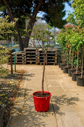 Ciruelo Reina Claudia Dorada – Prunus domestica | Árbol frutal en maceta 10 L | Altura mínima 140 cm
