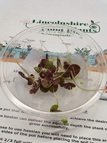 Tank Grown Duckweed - 3 Types - Greater Duckweed - Duckweed - Star Duckweed (Spirodela polyrhiza)