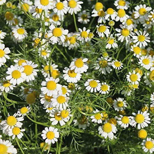 Camomilla Romana 500 halb Anthemis Nobilis Bodendecker commestibile Rasen paesaggistica