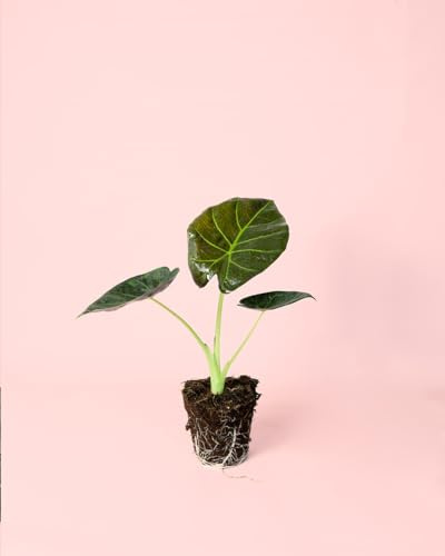 Alocasia Regal Shields | Plantas Naturales de Interior | Pur Plant