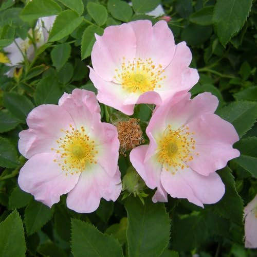 50 pz semi di piante di rosa canina, rosa canina, piante da esterno, piante esotiche resistenti (Rosa canina) aiuola, piante da giardino roccioso resistenti fiori, aiuola rialzata