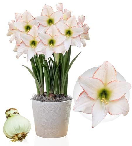 Amaryllis Picotee, 1 bulbo di grandi dimensioni 26/30, Esclusivo, Bulbi da fiore, piante e fiori dall'Olanda, Autentici Hippeastrum (senza semi, cera e non artificiali)