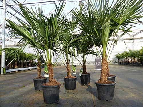 gruenwaren jakubik Trachycarpus fortunei 130-150 cm Palme Hanfpalme, winterhart bis -18°C