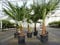 gruenwaren jakubik Trachycarpus fortunei 130-150 cm Palme Hanfpalme, winterhart bis -18°C
