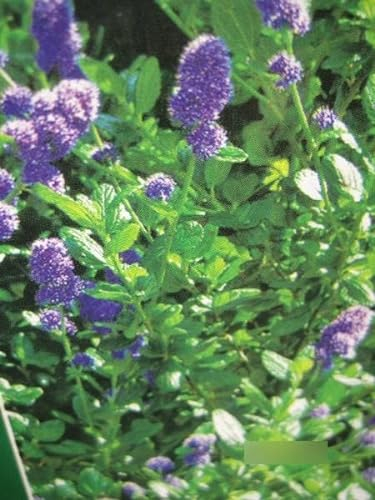 Ceanothus Cascade - Säckelblume Cascade